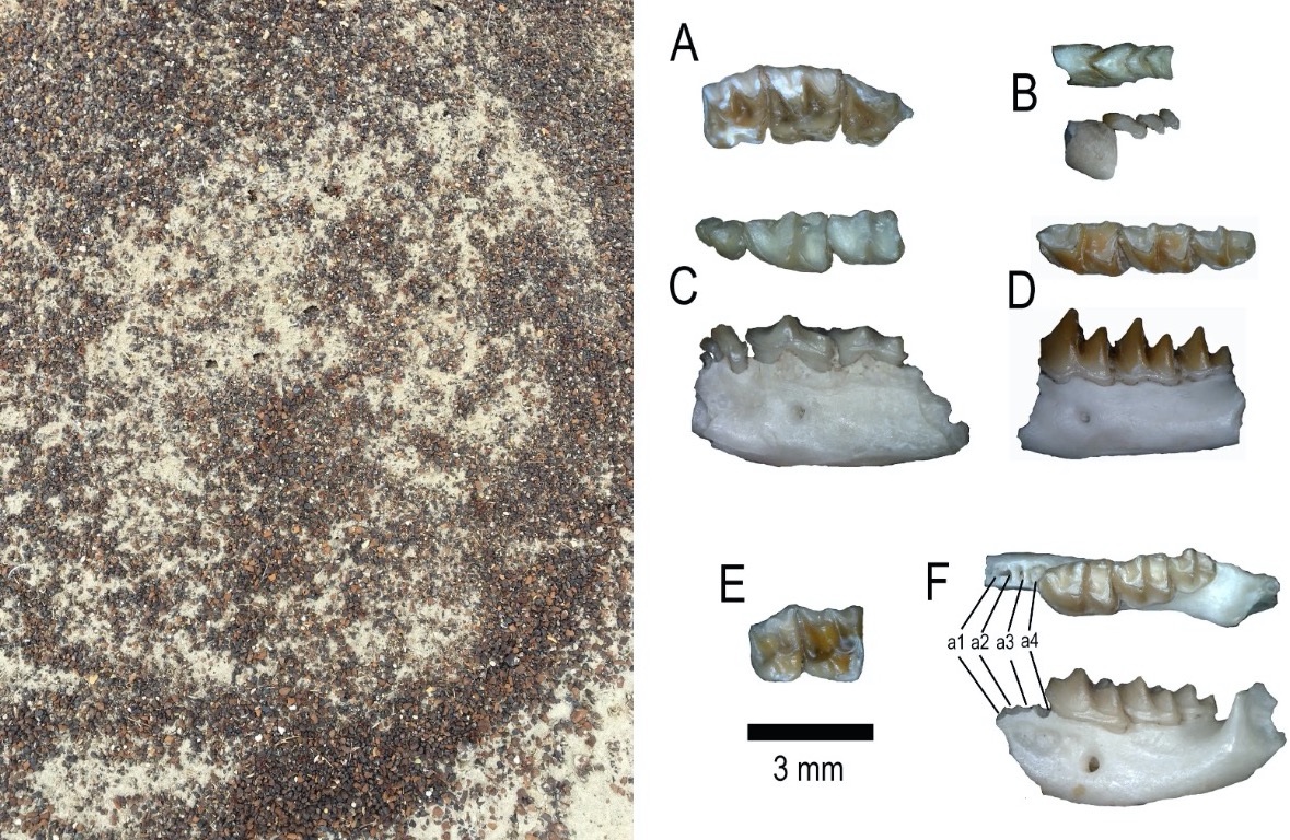 fossiles fourmis moissonneuses