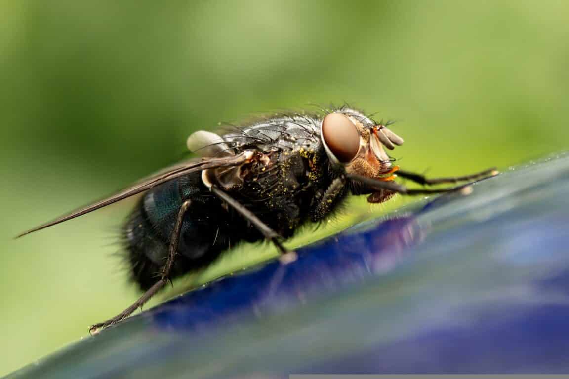 mouche domestique