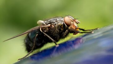 mouche domestique