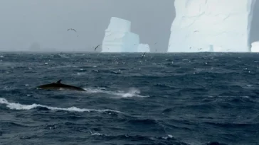 rorquals antarctique