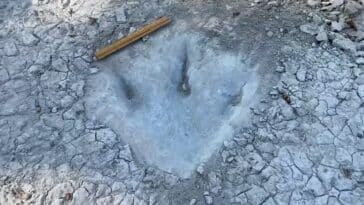 empreintes dinosaures