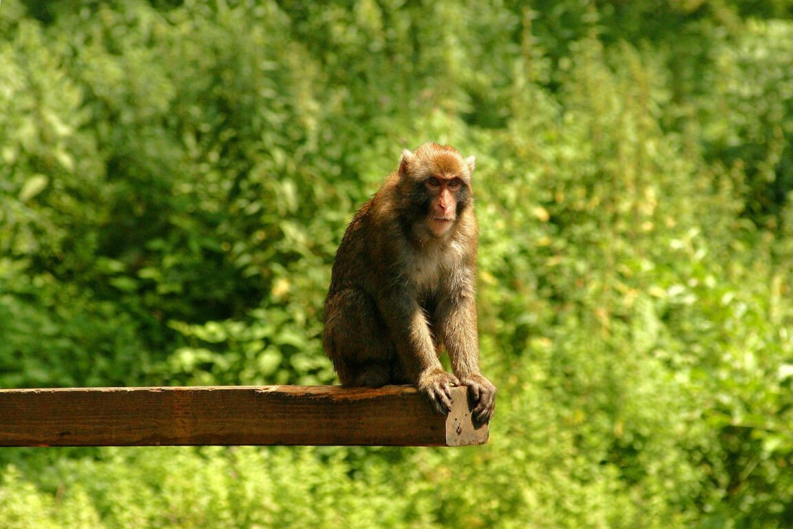 macaques