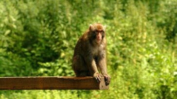 macaques