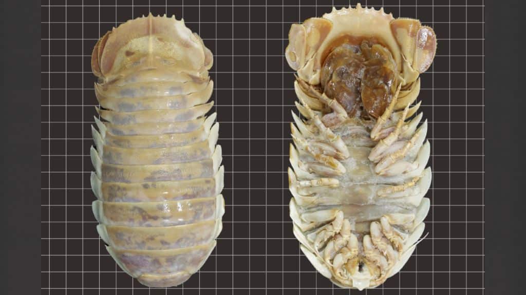 cloporte Bathynomus yucatanensis