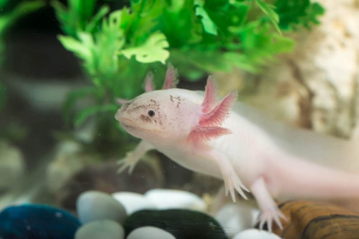 axolotl