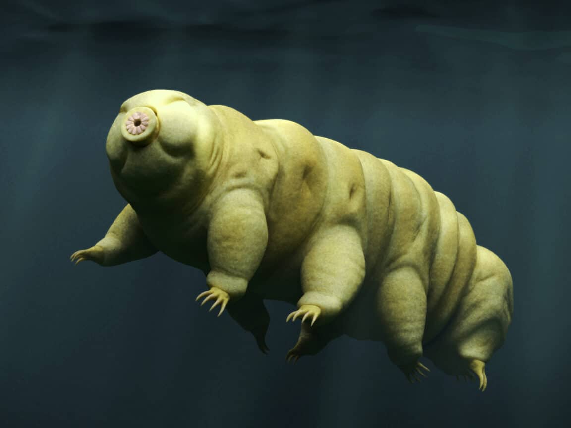 tardigrade tardigrades