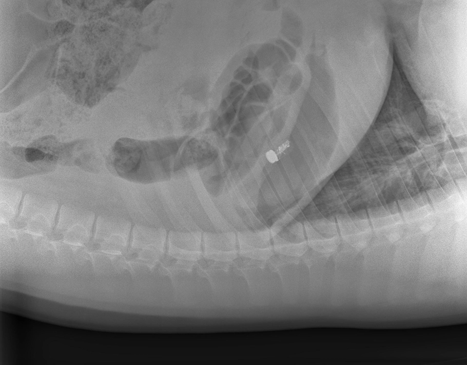 RoboCap intestins mucus