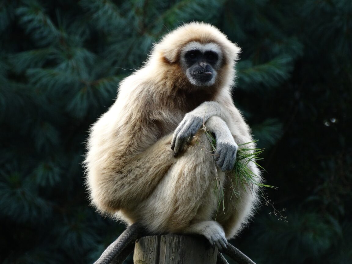 gibbon hylobatidés