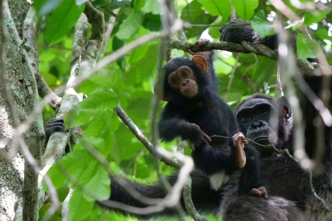 chimpanzés gorilles