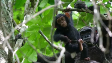 chimpanzés gorilles