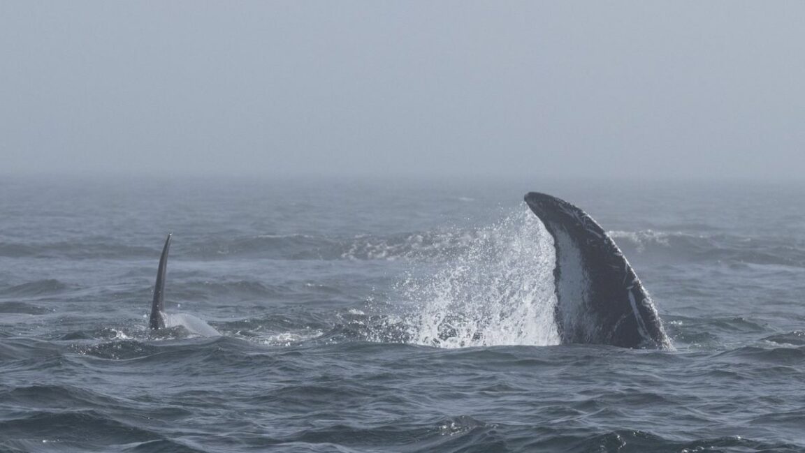 orques baleines à bosse