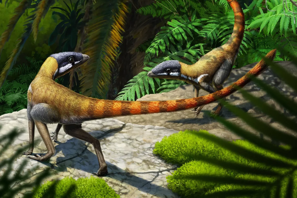 Scleromochlus taylori reptiles