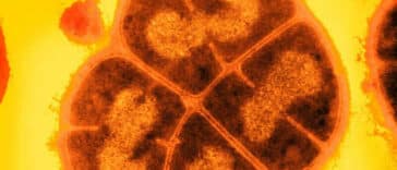 conan bactérie Mars