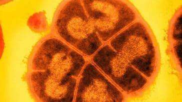 conan bactérie Mars