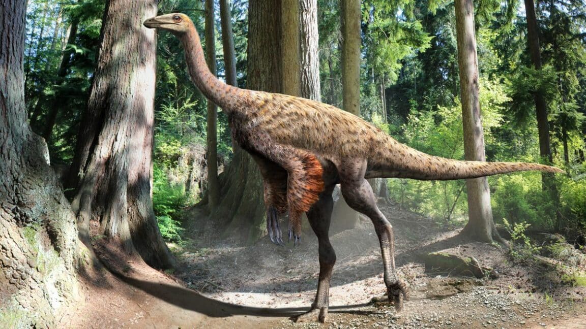 dinosaure autruche Ornithomimus