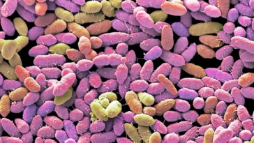 greffe fécale selles