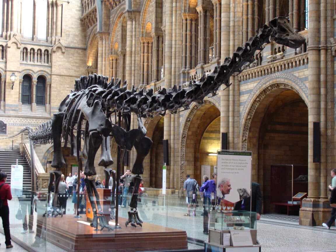 Diplodocus titanosaure