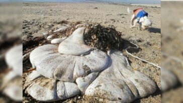 sacs estomac baleine plage anglaise