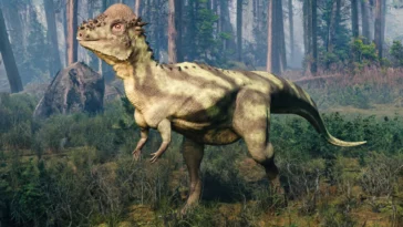 dinosaures Pachycephalosaurus kangourous