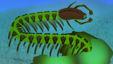 Cardiodictyon cattenulum cerveau