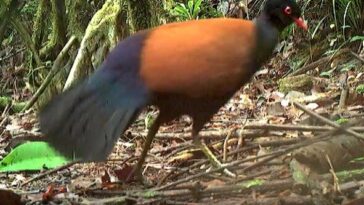 pigeon faisan à nuque noire