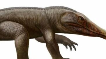 Stenoscelida aurantiacus reptile