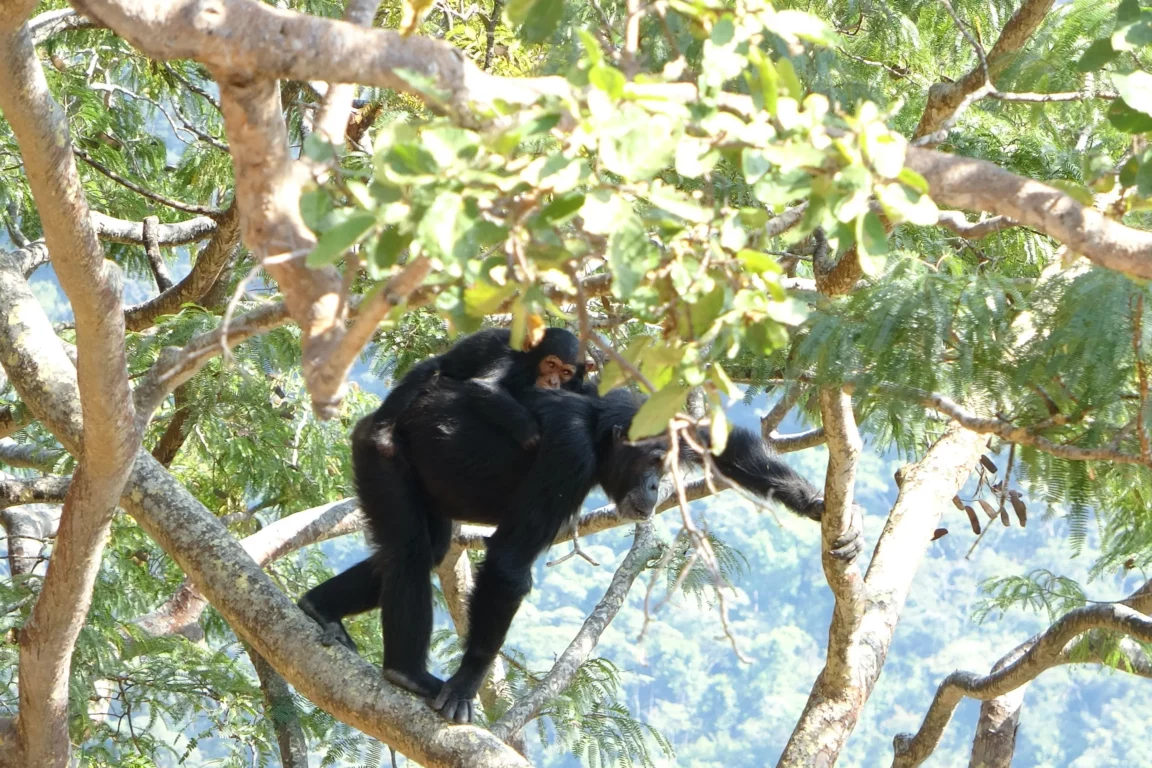 chimpanzés bipédie