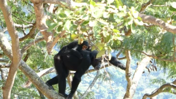 chimpanzés bipédie