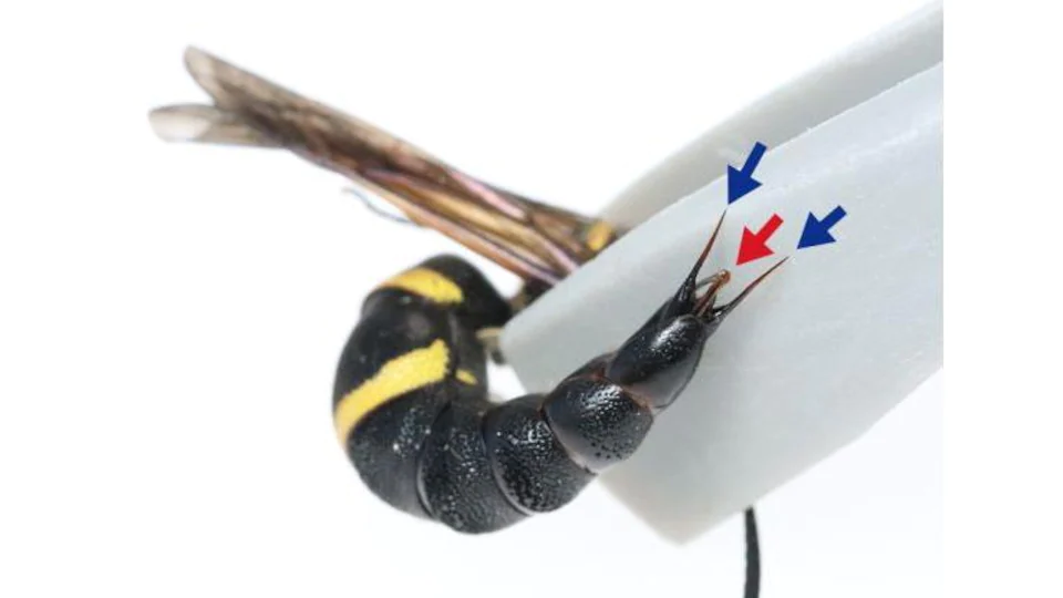 guêpes Anterhynchium gibbifrons