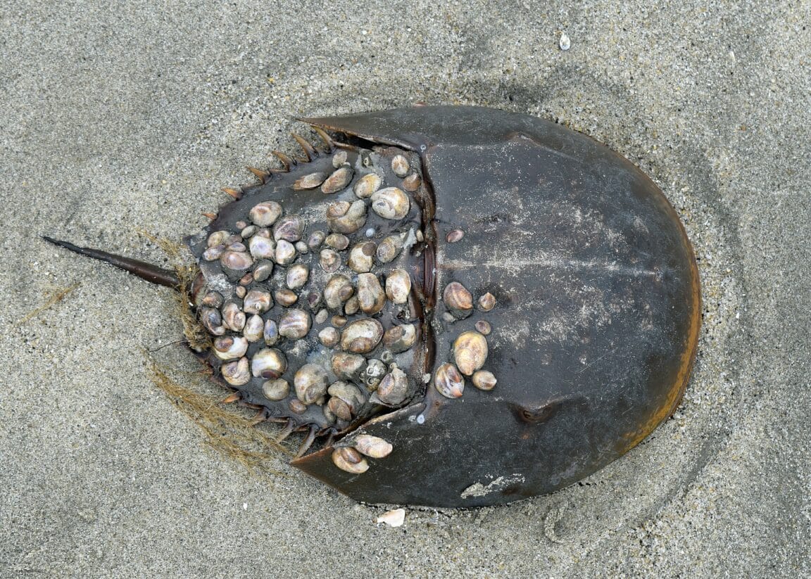 limule Triops cancriformis