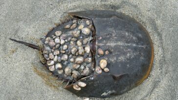 limule Triops cancriformis