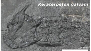 fossiles Keraterpeton pangée