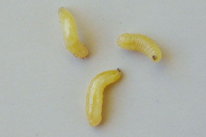 larve mouche à fruit