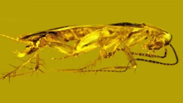 sperme cafard supella domincana