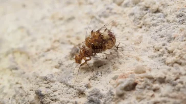 insectes pénis sperme cloportes Neotrogla