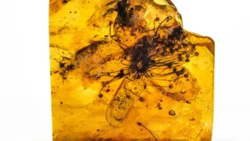 Fleur fossile de Symplocos kowalewskii.