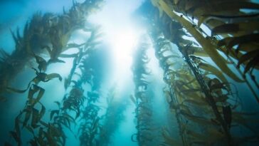 foret kelp algue