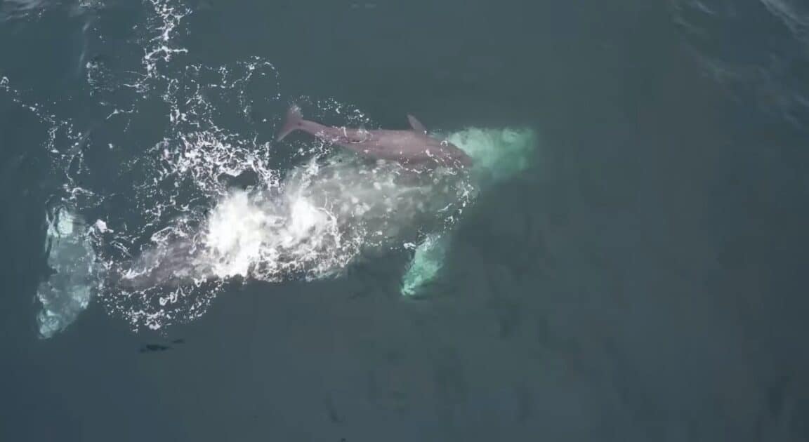 baleine grise naissance