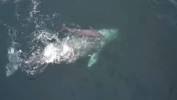 baleine grise naissance