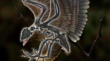 Cratonavis zhui oiseau dinosaure