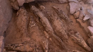 crocodiles momifiés