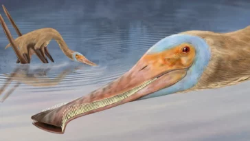 ptérosaure Balaenognathus maeuseri