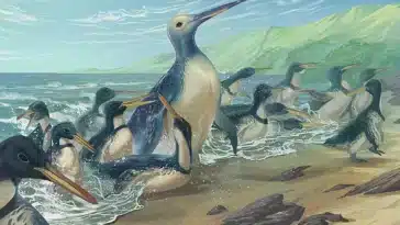 manchots Kumimanu et Petradyptes