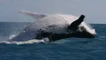baleine à bosse