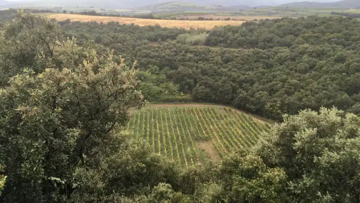 vignoble cratère météore