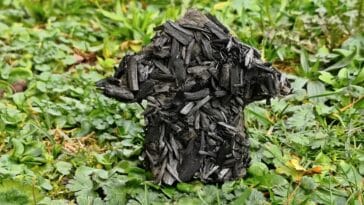 biochar charbon végétal