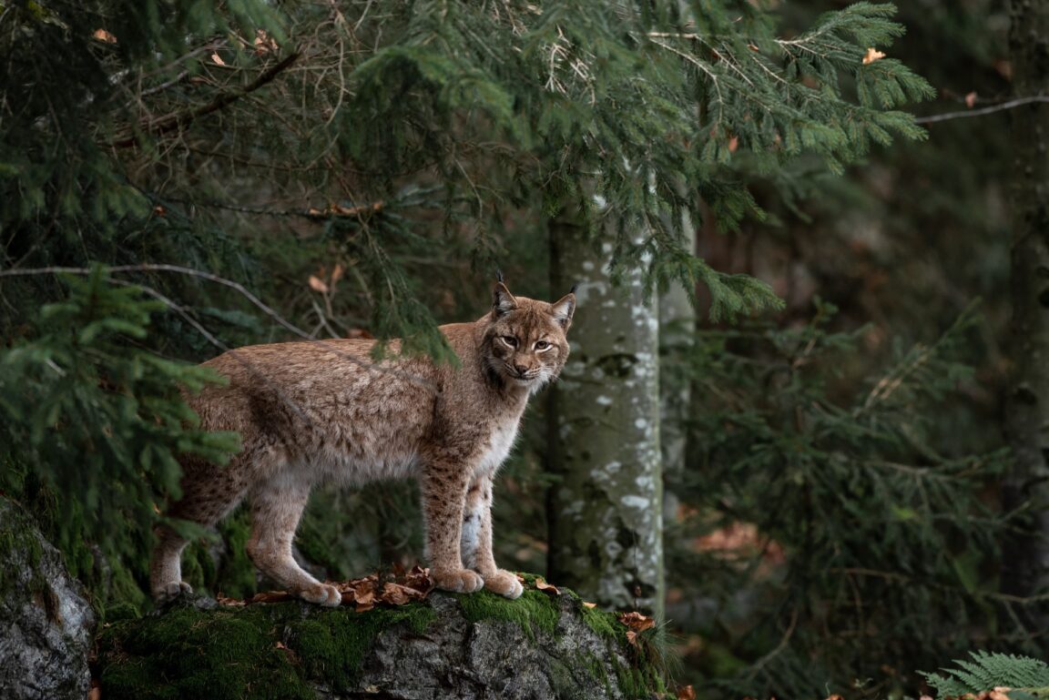 lynx