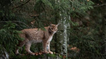 lynx