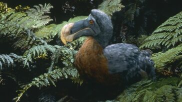 dodo oiseau éteint disparu ile Maurice