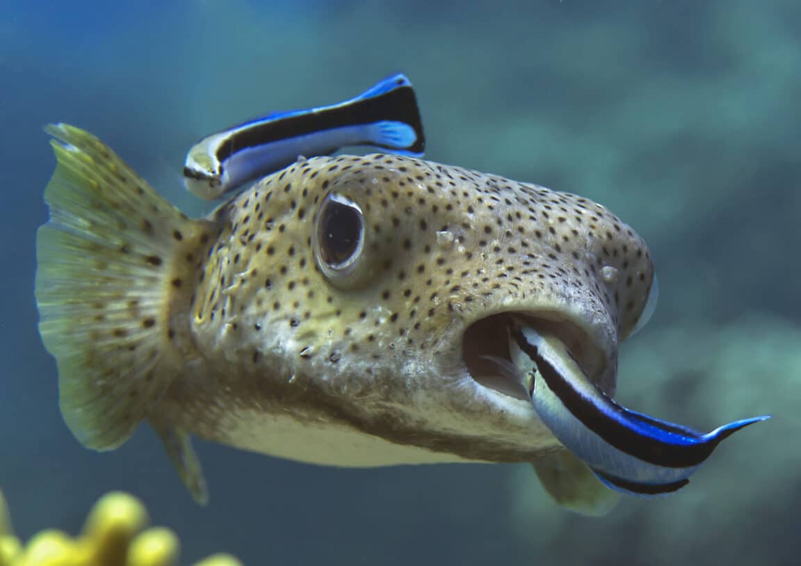 labres communs poisson tropical nettoyeur reflet miroir